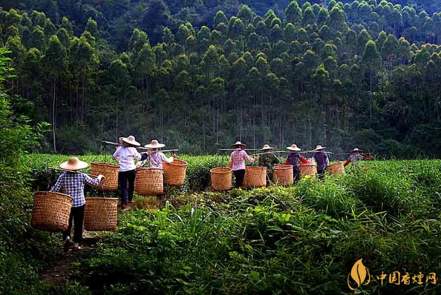 秋茶和春茶的区别 秋茶和春茶哪个好喝