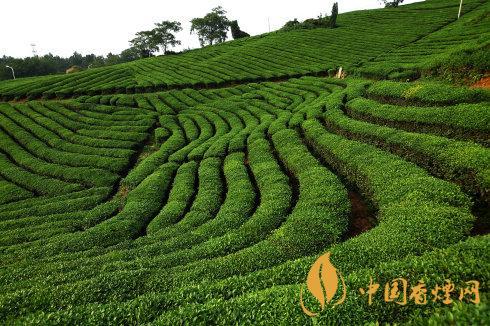 秋茶和春茶的区别 秋茶和春茶哪个好喝