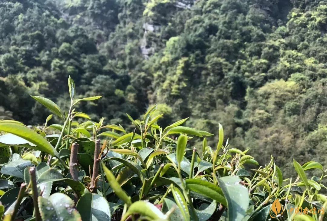 石崖茶属于什么茶 石崖茶价格怎么样
