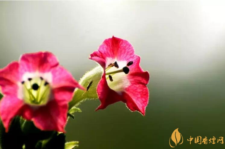 烟草花花语是什么，烟草花什么时候开花