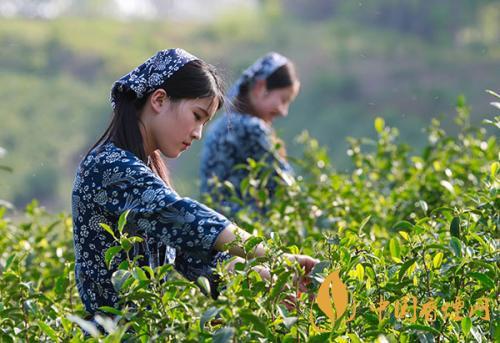 秋茶和春茶的区别 秋茶和春茶哪个好喝