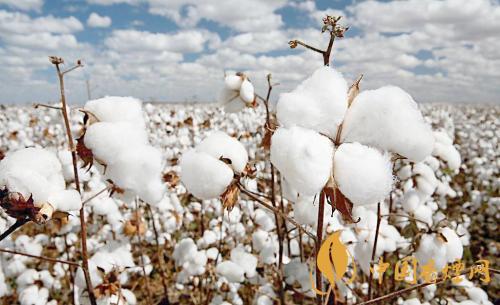 棉花期货最新实时行情 棉户收益大涨6%