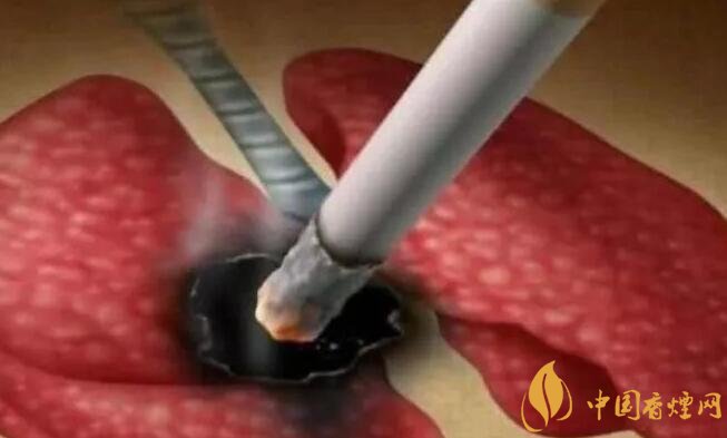 香烟对身体的危害究竟有多大 人体一天最多承受五口香烟的危害