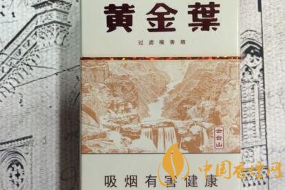 黄金叶(云台山)怎么样 黄金叶云台山长什么样