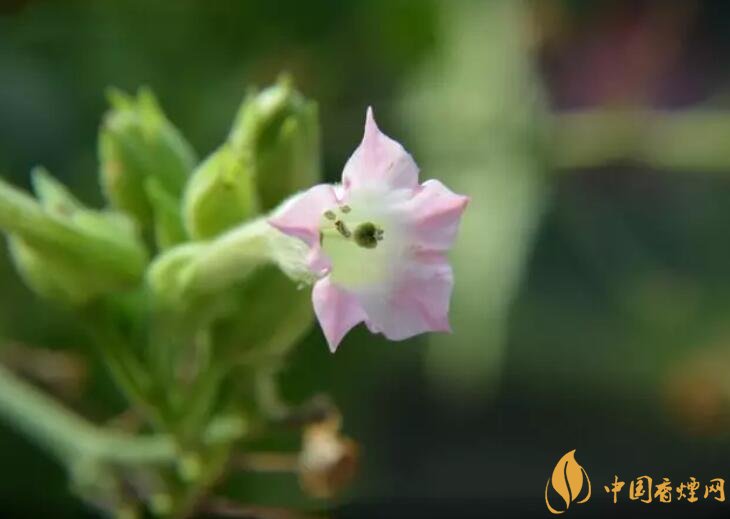 烟草花花语是什么，烟草花什么时候开花