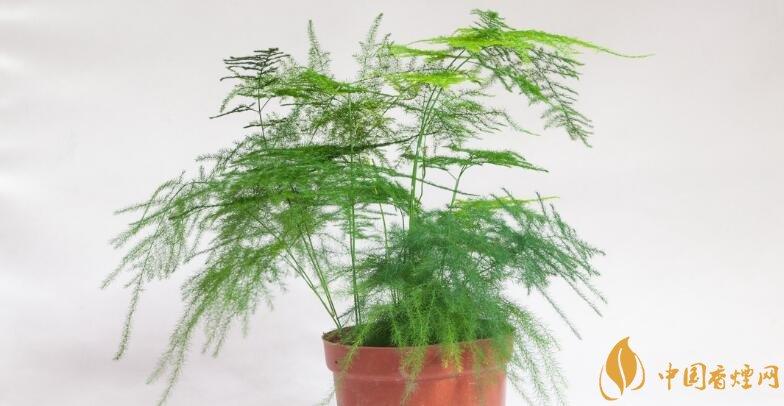 净化空气的室内植物排名 净化空气最好的植物文竹
