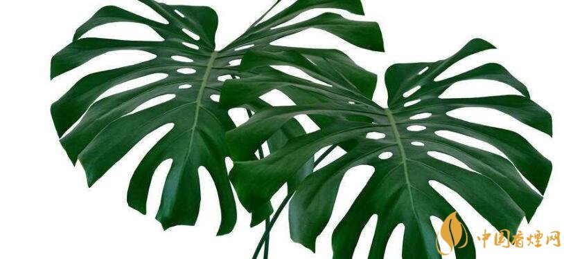 二手烟克星最大的植物是什么 七大吸收二手烟最好的植物（7种）