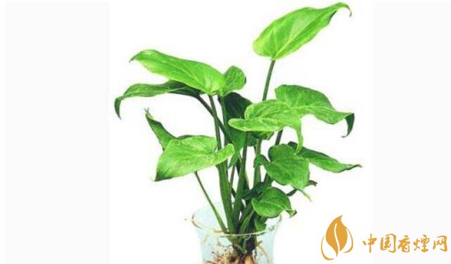 吸收二手烟植物排行榜 吸收二手烟最好的植物常青藤