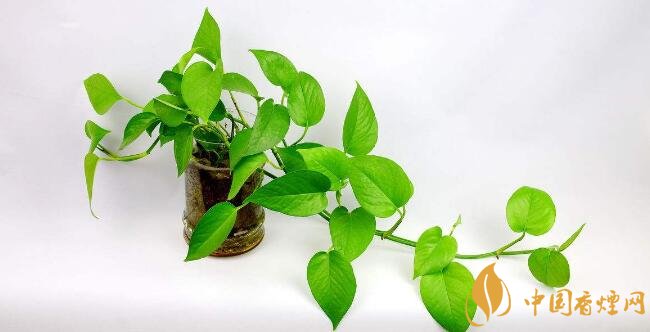 什么植物吸收二手烟 六种吸收二手烟的小植物