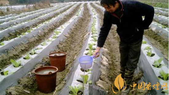 烟叶种植技术有什么技巧 最全的烟叶种植过程24节气歌