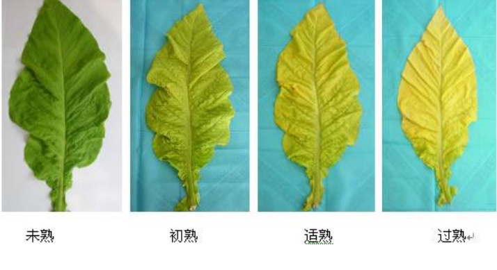 影响烟叶成熟度的因素 四大提升烟叶成熟度的途径