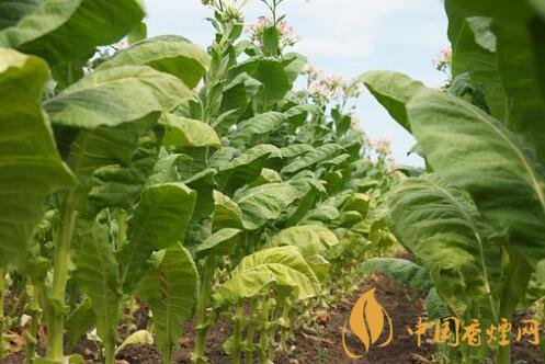 【种植补贴政策2018】2018年农民种植烟叶违法吗 有销路、能挣到钱吗？