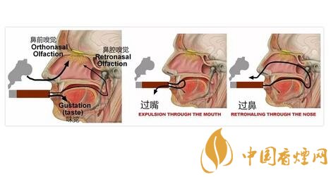 过鼻是什么 抽雪茄时要不要过鼻