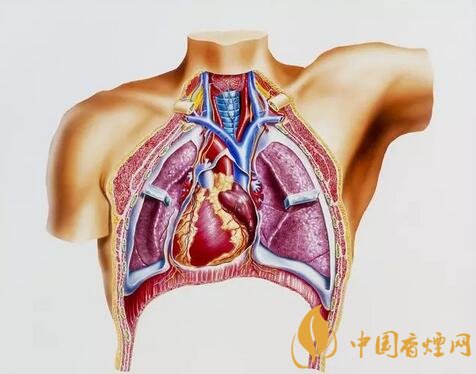 【戒烟后肺部变化】戒烟后肺部究竟会有什么变化 还能恢复健康吗？