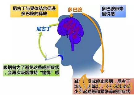 吸烟有变瘦提神等好处 为啥还要戒烟