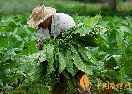 雪茄烟叶是如何采摘 雪茄烟叶采摘是从底部开始分批进行