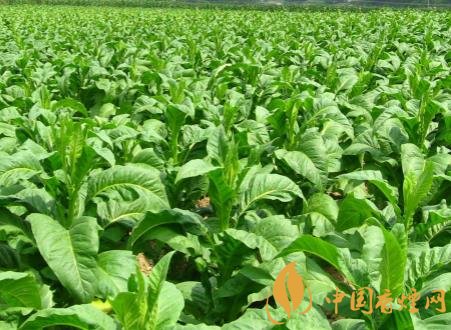 烟草可以一年两作 烟草种植的关键因素介绍!