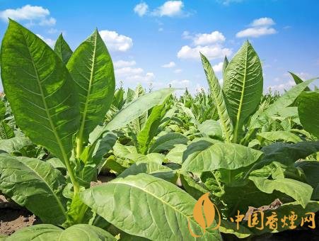 2020年烟草绿色防控 全力支持烟区生态安全建设!