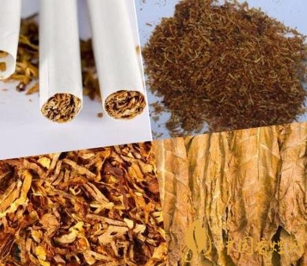 烟草原材料质量决定口感 国内的卷烟技术不断提升！
